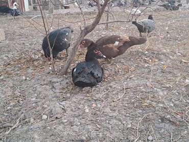 Digər heyvanlar: Lal ördəklər topdan satılır 210 dənə ördəkdir bir dənəsi 13 manat 90 — 8