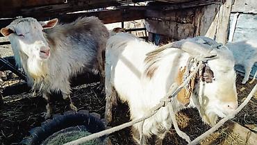 Козы, козлы: Продаю | Козёл (самец) | Полукровка | Для разведения | Осеменитель — 8