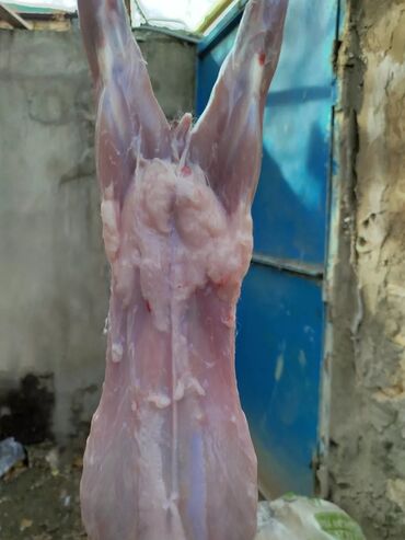 Ət: Dovşan eti halal kesilmiş halal ceki 1 ededi gelir 1k.800q. 1k.500q -da lalafo.az — 38 Ət: Dovşan eti halal kesilmiş halal ceki 1 ededi gelir 1k.800q. 1k.500q — 38