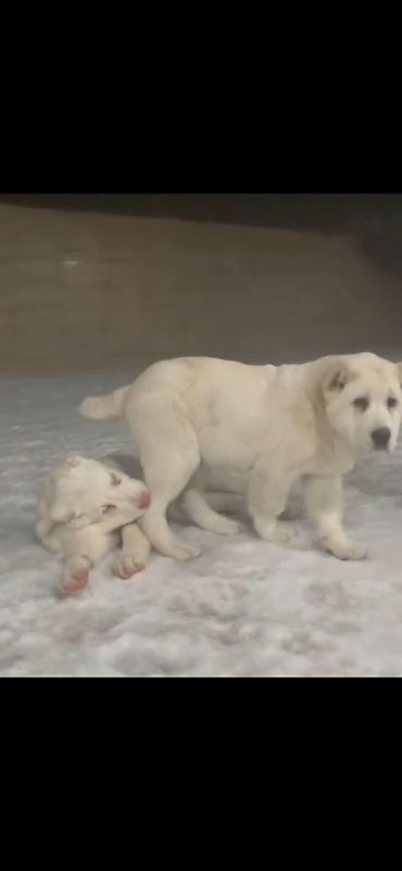 İtlər: Alabay — 6