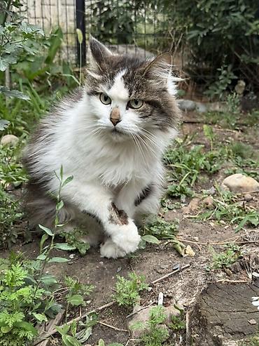 Находка и пропажа кошек: Кошка даром: Беспородная, 2 года, Девочка, Кастрирована, Метис, Приучена к лотку — 2