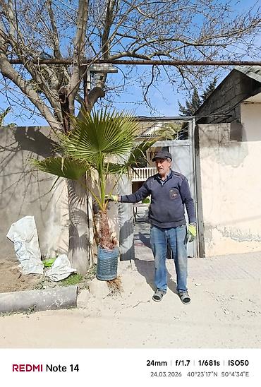agac: 🌳Dekorativ palma ağacları – çətənə yarpaqlı və xurma növü (qabda) - — 1