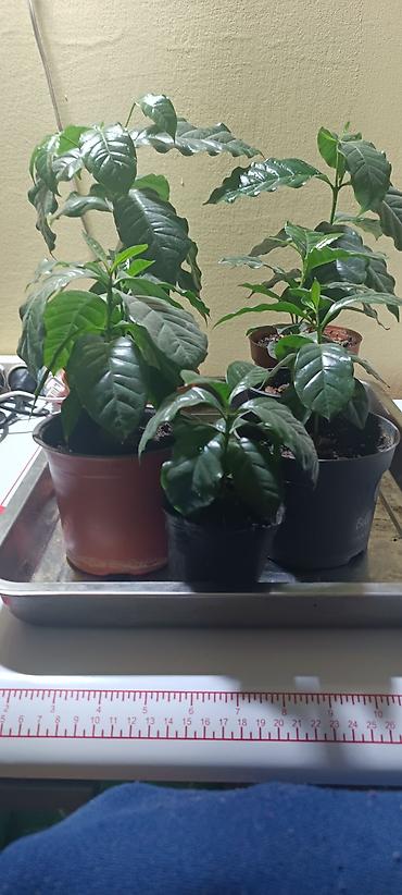 кофейное дерево: Кофейное дерево (Coffea arabica)Нана, карликовый — комнатные саженцы в — 5