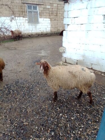 Qoyunlar, qoçlar: Qiymət cütünə ayıdır real alıcıya endirim olacaq boğaz heyvan di — 3