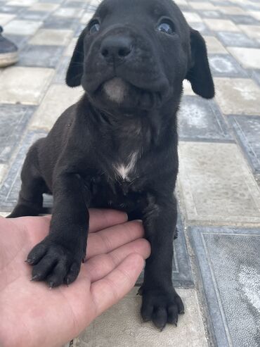 итлер: Kane-Korso, 1 ay, Dişi