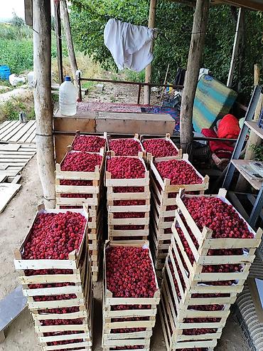 Продажа участков: Продается малина бизнес 1 гектар в село Ала Тоо возможны варианты — 3