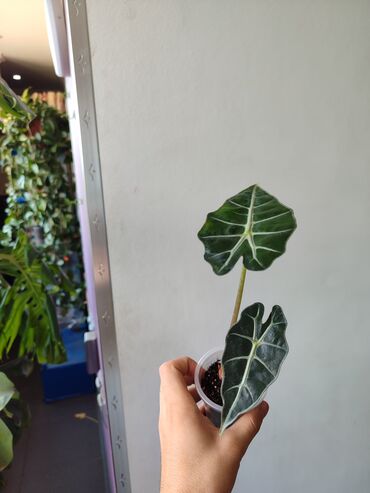 Другие комнатные растения: Алоказия Полли 🤗 из клубня подросток