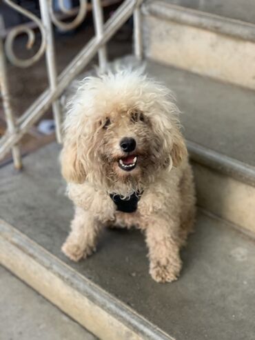 Gəmiricilər: Pudel, 11 ay, Erkek, Ünvandan götürmə