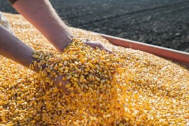 кукуруза батва: Продам кукурузу в большом количестве. Больше 1000 тонн. Рушенная цена