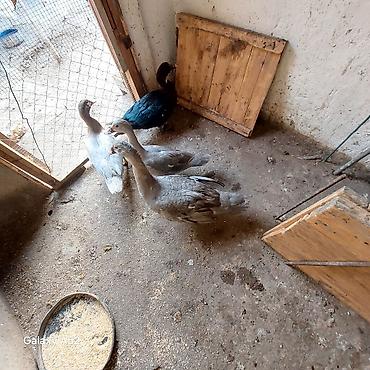 ari yeşikleri: 2 Lavanda 1 Fındığı 1 ədəd də Zümrüdü Lal ördəy satılır orginal — 8