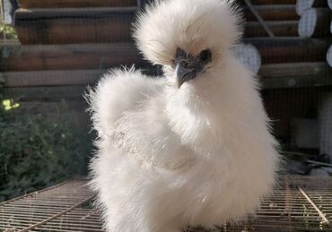оборудование для кур несушек: 🐣Продаю декоративные карликовые породы кур и петухов! Отличные