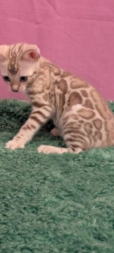 Продажа кошек: Бенгальская, 1 месяц, Девочка, Белый, Кастрирована, Приучена к лотку, Проглистована — 24