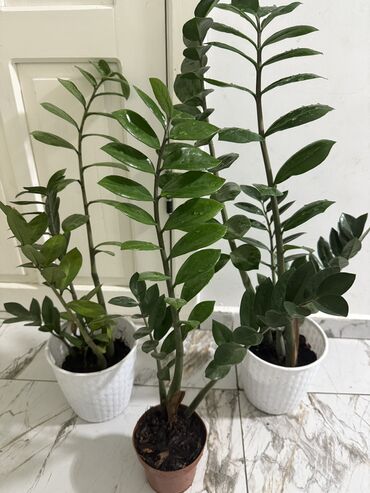 Женское счастье (Спатифиллюм): Комнатные цветы Диффенбахия 500 с Монстера 2000 Фиалки 250 с — 12