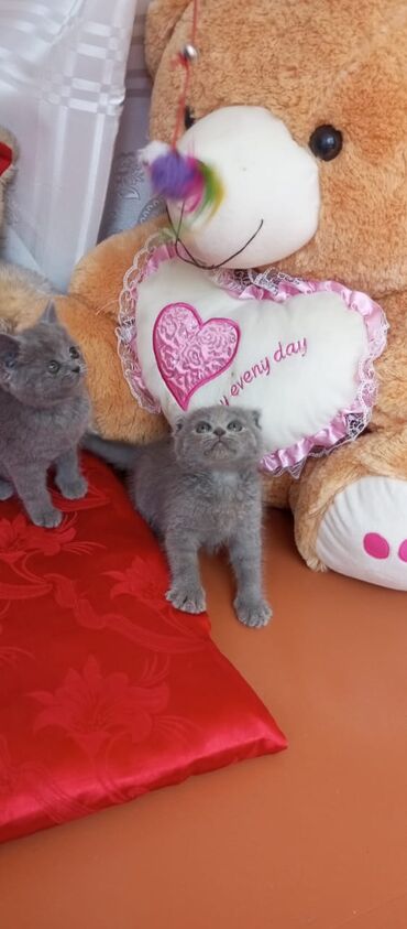 Pişiklər: Britan yastı qulaq, Erkək, Dişi, Yaxşı əllərə, Ünvandan götürmə, Pulsuz çatdırılma, Ödənişli çatdırılma — 148