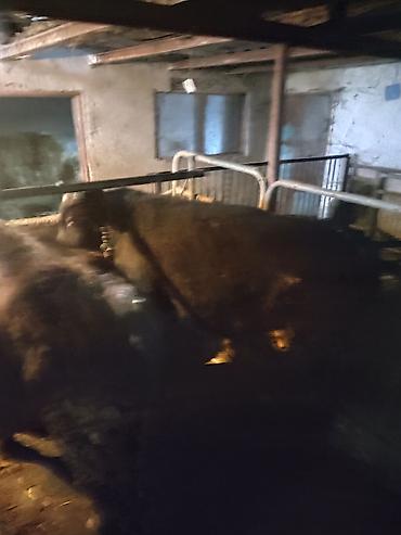 Коровы, быки: Продаю | Бык (самец) | На откорм | Привязанные — 5