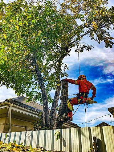 Спил деревьев, заготовка дров: Спил любых деревьев, в любых стесненных условиях, формирование кроны — 14