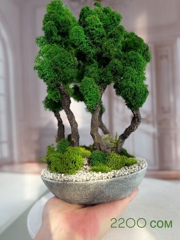 Декоративные цветы: В переводе с японского Бонсай означает «дерево, выращенное в блюде» at lalafo.kg — 68 Декоративные цветы: В переводе с японского Бонсай означает «дерево, выращенное в блюде» — 68