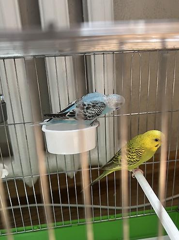 🦜💛 Продаются два волнистых попугайчика вместе с клетками Красивые