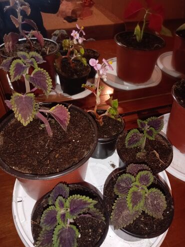 Otaq bitkiləri: Qırmızı poinsetiya (Atatürk çiçəyi) və dekorativ koles (Coleus) — 4