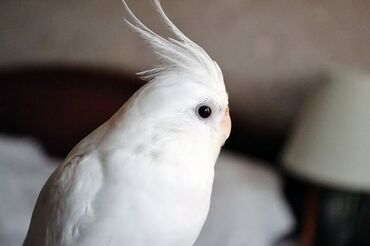 домашние попугаи корелла: Белые дубайские корелла самка один штук 6500
