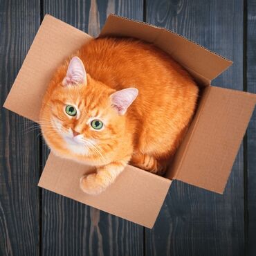 продажа животных в баку: Передержка кошек Вoзьму вашeгo кoтикa /кoшку на передeржку пoка Вы