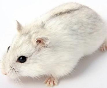 Хомяки: Джунгарские хомячки разных расцветок. Так же есть и сирийские хомячки — 3