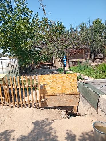 Долгосрочная аренда комнат: Кунтуу дача-мечта 1. возле дороги очень прохладно летом в жару,нет — 9