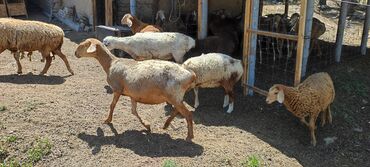 исык кол: Продаю овец. цена договорная. молодняк. овцы находятся в селе