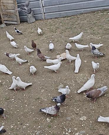 göyərçin satılır: Hamısı bir yerdə satılırr təmizz göyərçinlərdi Ən aşağısı 5,6 saat — 1