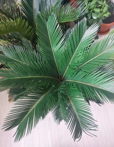 Пальмы: Пальмы Кофейное деревоПальмы,Фикусы и тд — 6
