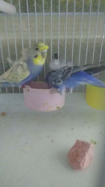 Tutuquşları: Yaponiclər cüt 50-60-70 azn — 15