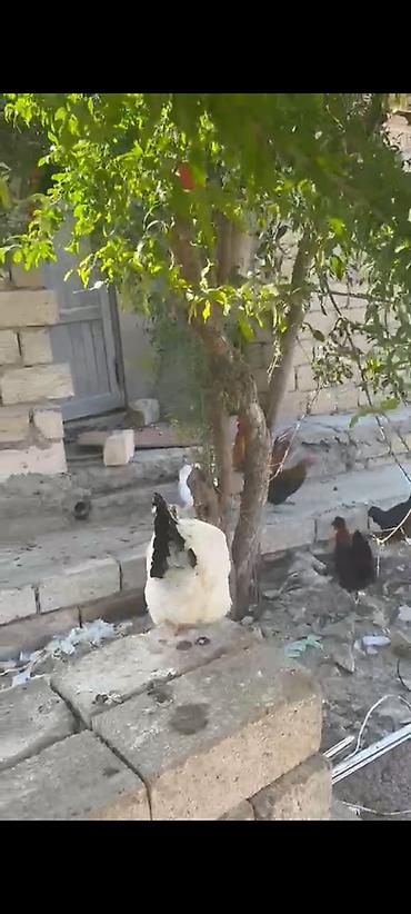 yaponka cücələri: Toyuq, Damazlıq — 1