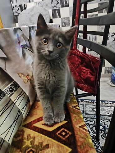 Кошки: Шотландская длинношерстная, Самка, В добрые руки — 4