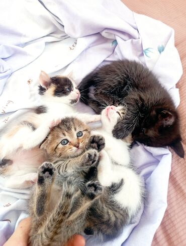 продажа домашних животных: Продаю котят, только в хорошие руки!