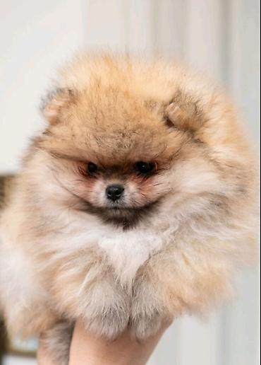 Psi: U ponudi dva steneta Pomeranca starosti 2 meseca.  Muzjak i zenka — 2