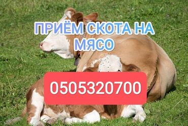 купить бычков на откорм: Сатып алам | Уйлар, букалар, Жылкылар, аттар | Бордоп семиртүү үчүн, Борго байлап семиртилген, Өзү алып кетүү