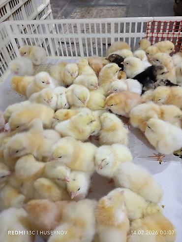 Digər quşlar: Her nov cuce satişi. xarkov çil 2m xarkov 1.50m atkas 3m avstroluq 3m — 11