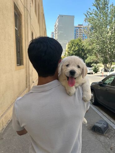 haski it: Retriever, 1 ay, Dişi, Sənədli, Pulsuz çatdırılma