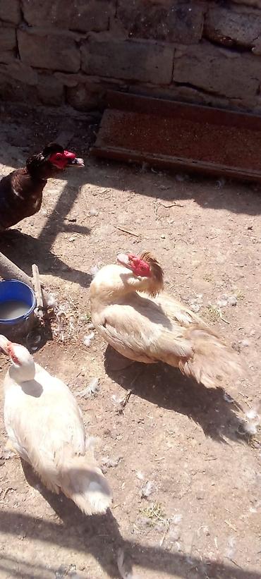 kirpi satisi: Satış: qaz və ördək sürüsü Təsvir: - Təsərrüfatda yetişdirilən qaz və — 5