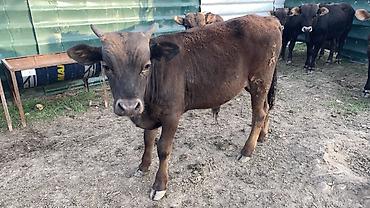 Коровы, быки: Продаю | Бык (самец) | На откорм — 8