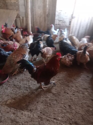 Toyuqlar: Toyuq, Damazlıq — 8