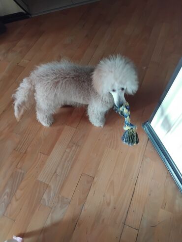 İtlər: Pudel — 21