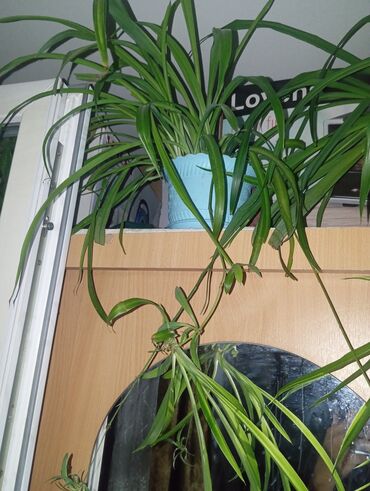 продаю цветы комнатные: 1 фотоХлорофитум-300сом2-сенсевьерия,-300 сом/3-китайская роза -
