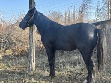 Лошади, кони: Продаю | Жеребец | Рабочий — 5