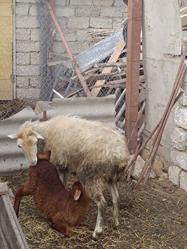 Qoyunlar, qoçlar: Dişi, Qala, il: 2, Ünvandan götürmə — 13