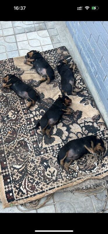 собаки доберман: Готовятся щенки ротвейлера 20 июня уже выйдут на продажу окончательная