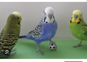 феникс бишкек: Продается два волнистых попугая. Мальчик- желтый, девочка-голубая