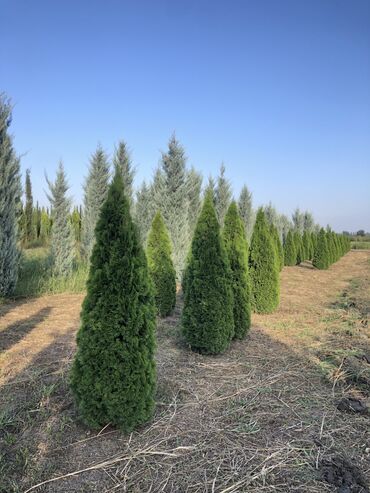 Şitillər: Dekarativ agaclarin satiwi istenilen novde istenilen olcude var elave — 10