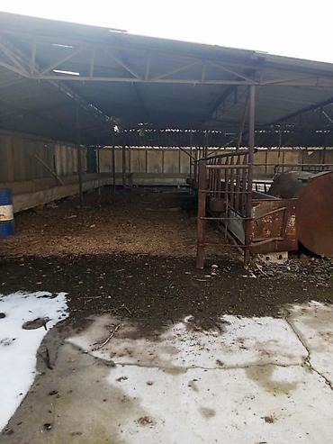 Продажа сельхоз предприятий: Продается производственная база с фермой свинарником at lalafo.kg — 11 Продажа сельхоз предприятий: Продается производственная база с фермой свинарником — 11