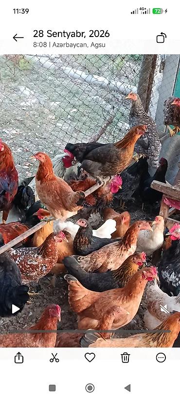 oğlan papuqay adlari: Toyuq, Yumurtalıq — 1